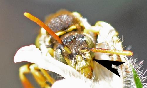 Nomada nobilis